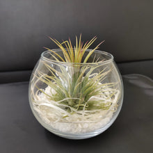 Cargar imagen en el visor de la galería, Diseño Terrario Planta aérea para decorar casa