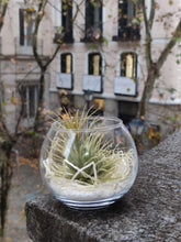 Cargar imagen en el visor de la galería, Planta aérea